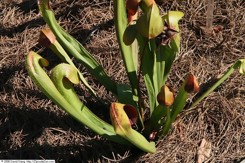 Sarracenia minor var okefenokeensis