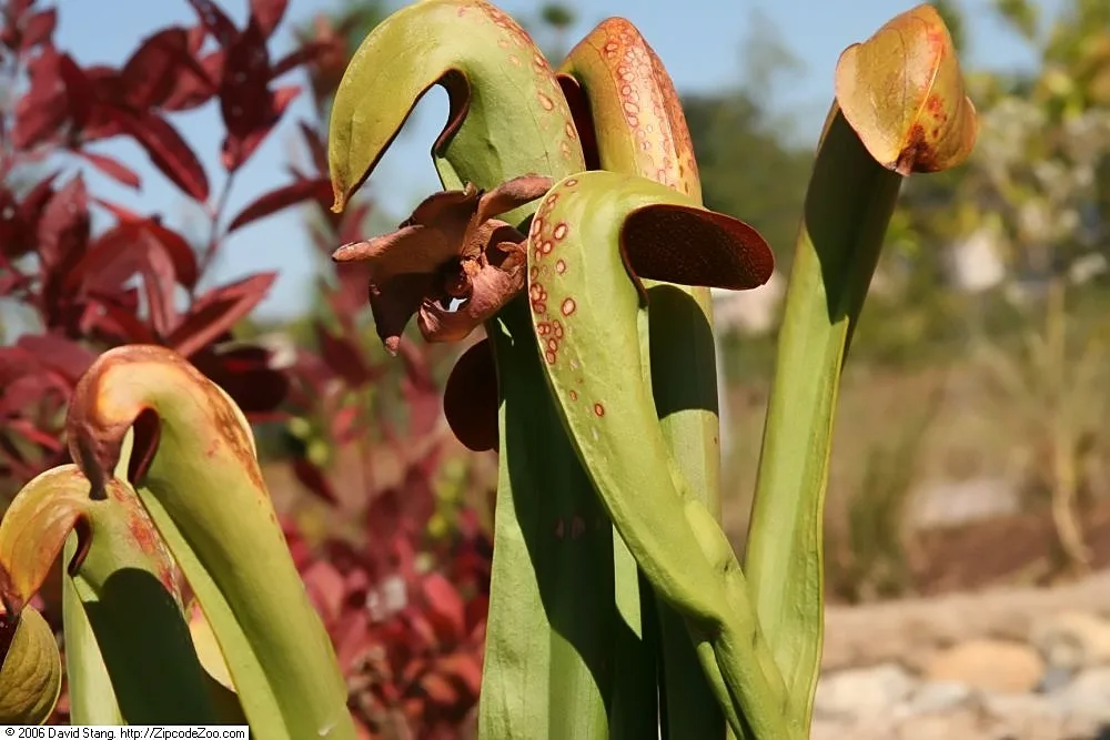 Sarracenia minor var okefenokeensis