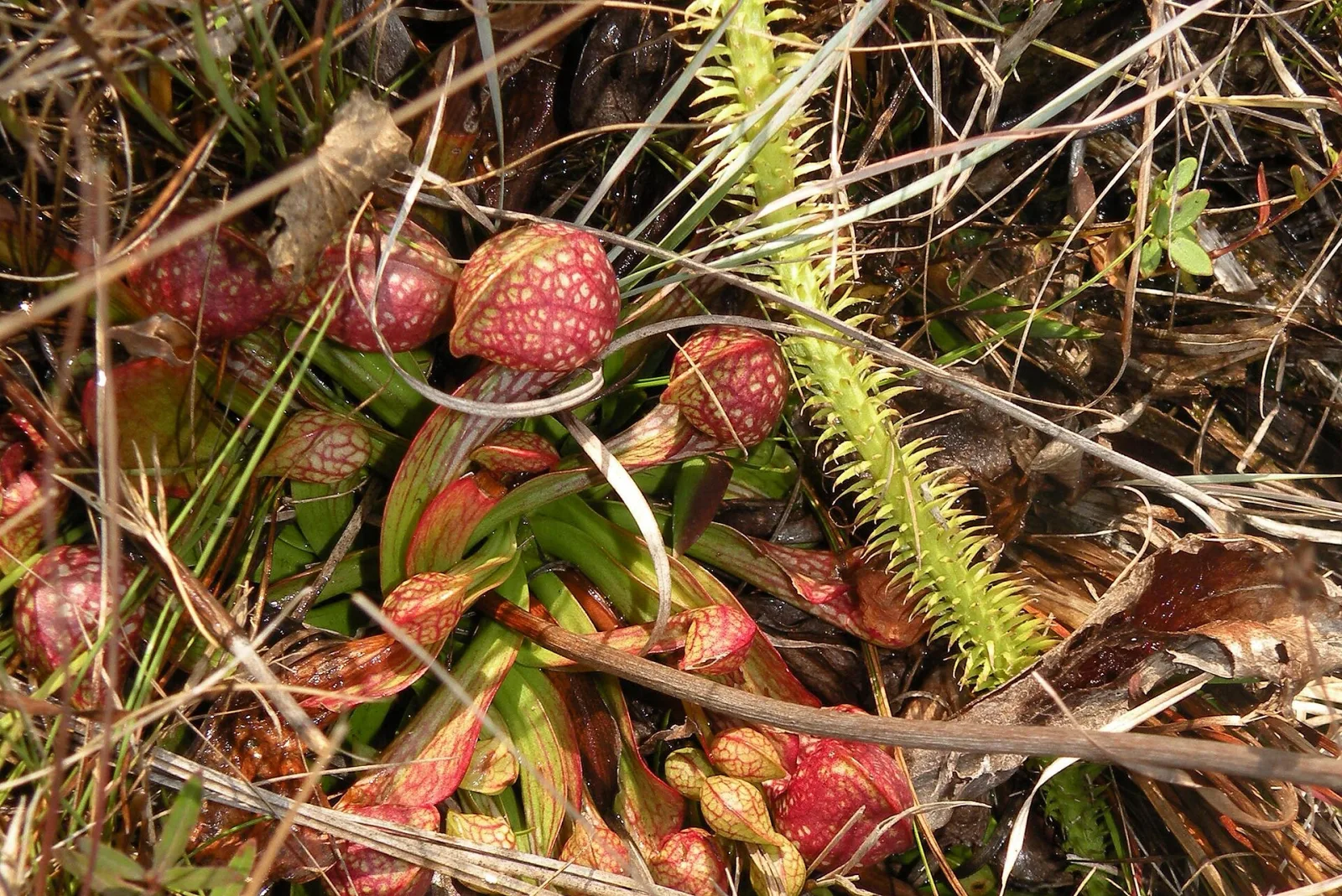 Sarracenia psittacina Apalachicola