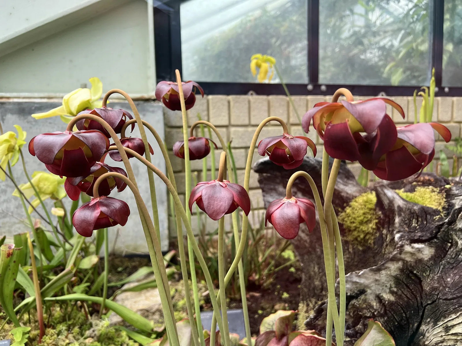 Sarracenia purpurea