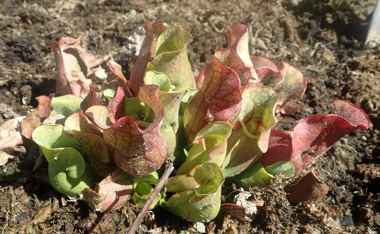 Sarracenia purpurea var purpurea