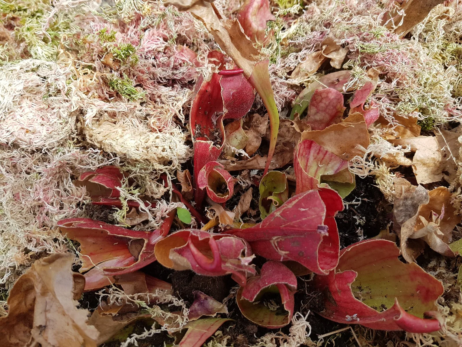 Sarracenia purpurea var purpurea