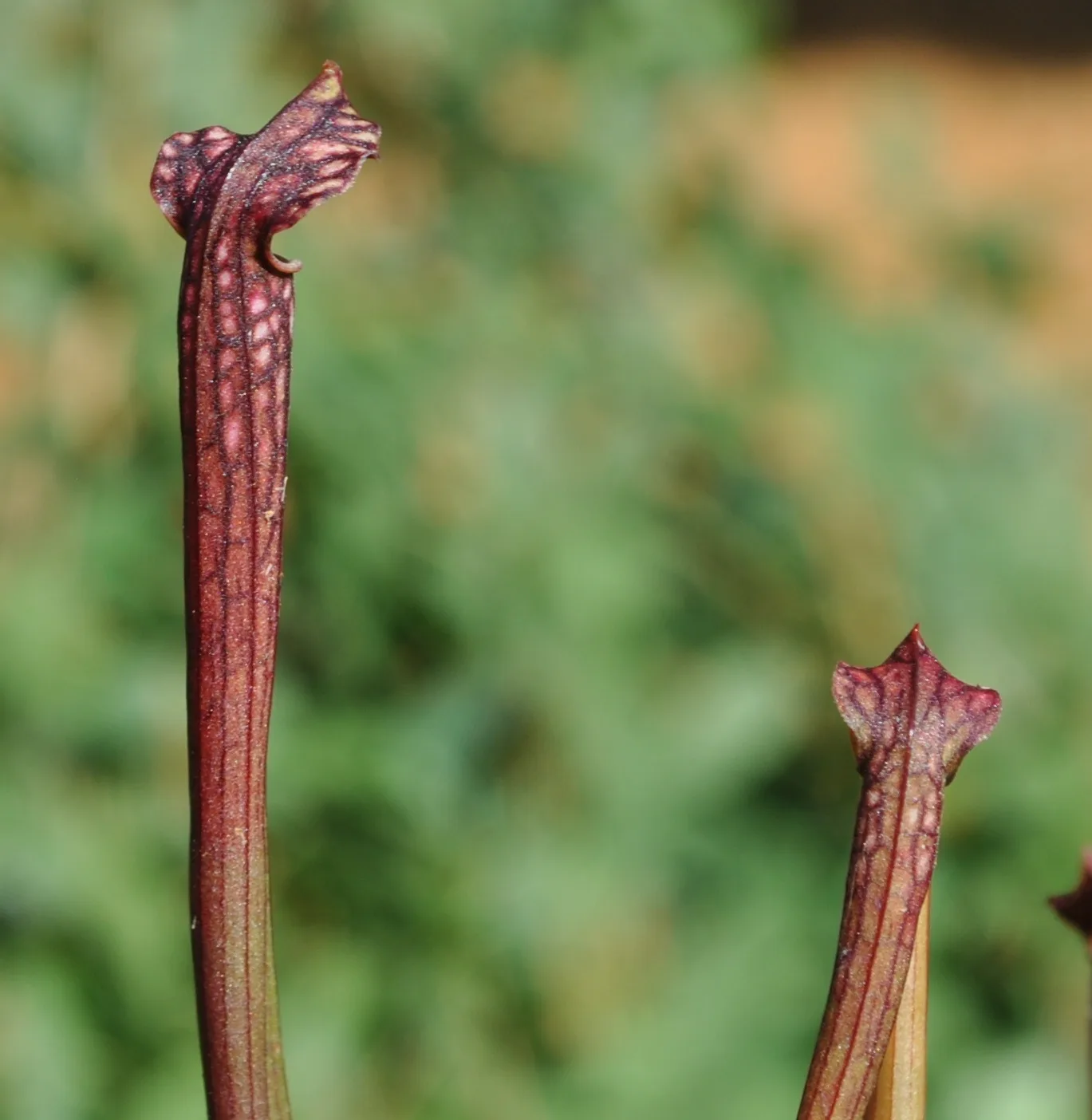 Sarracenia rubra ssp. rubra