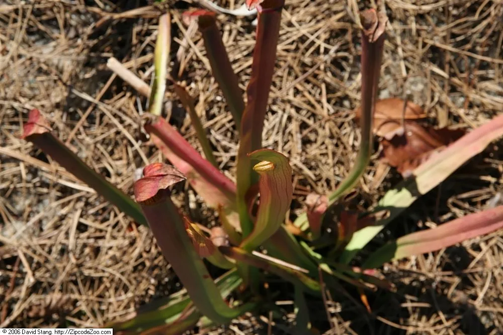Sarracenia rubra
