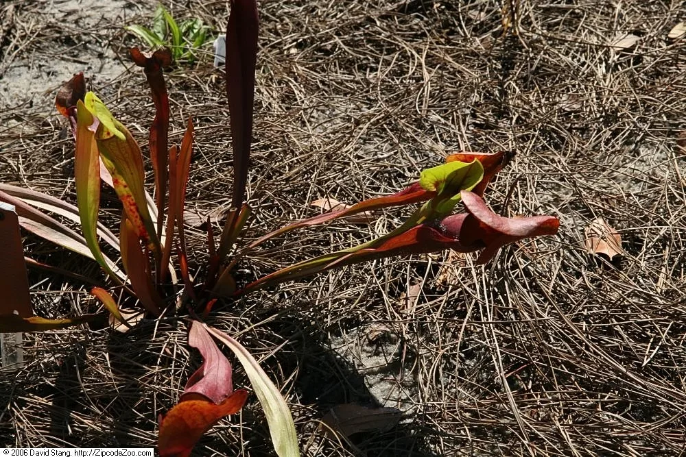 Sarracenia x catesby