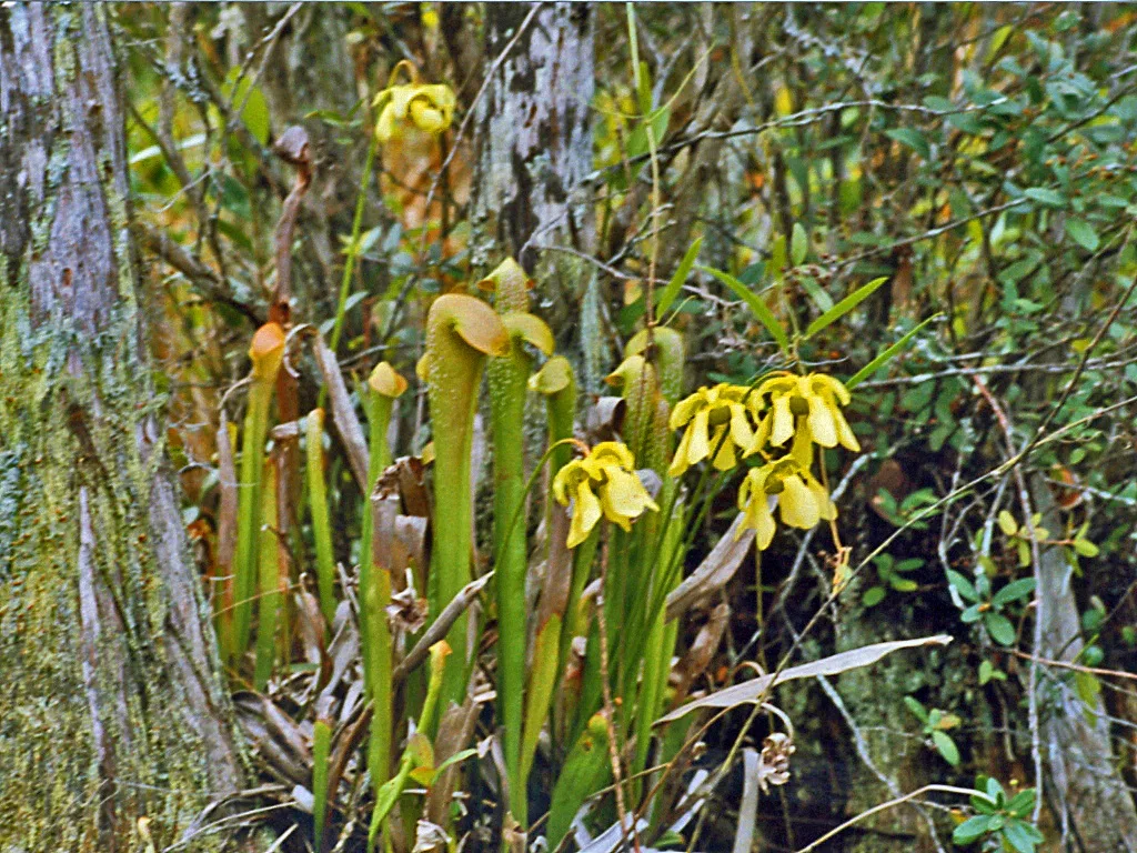 Sarracenia minor var okefenokeensis