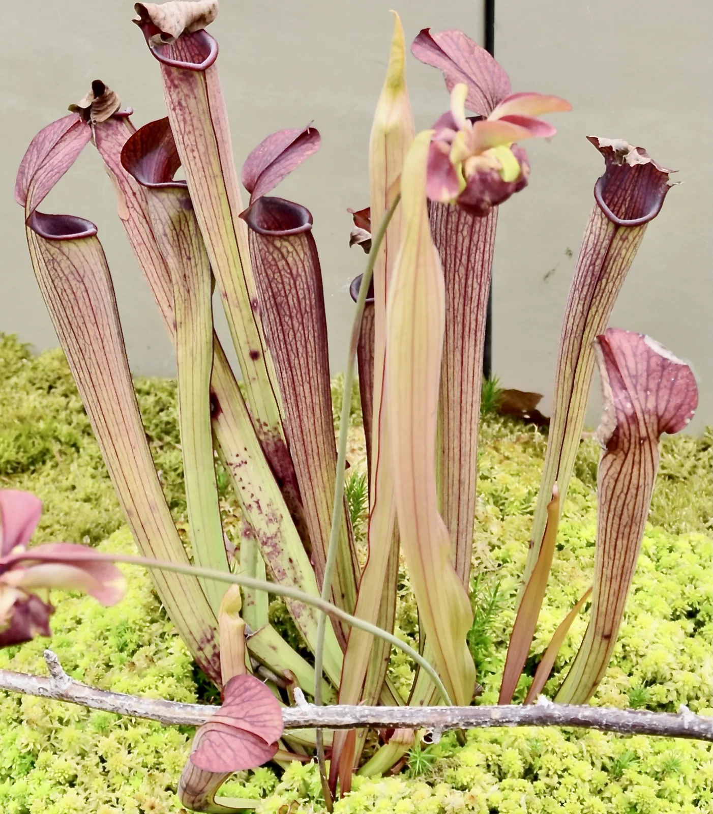 Sarracenia rubra