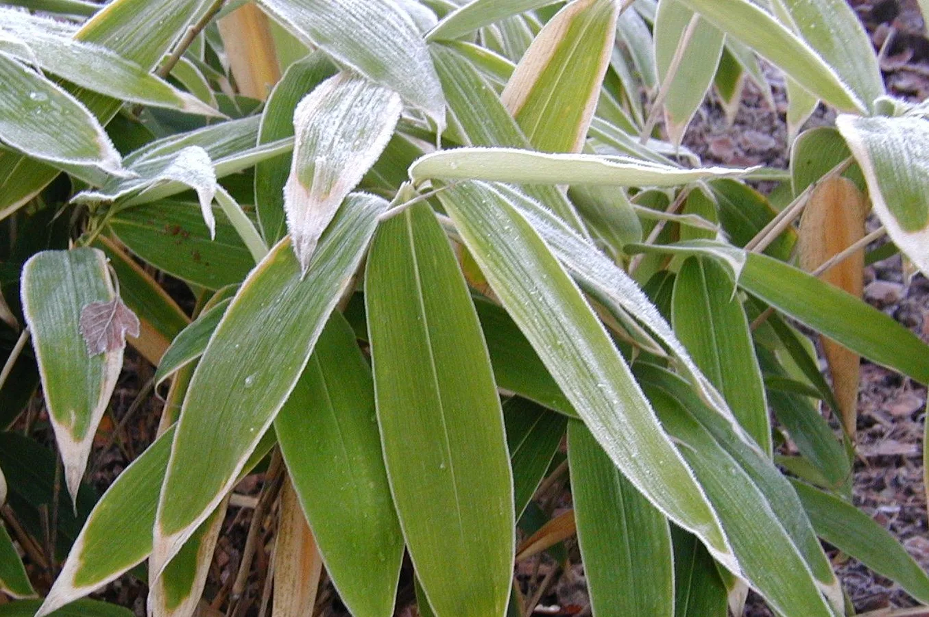 Sasa palmata