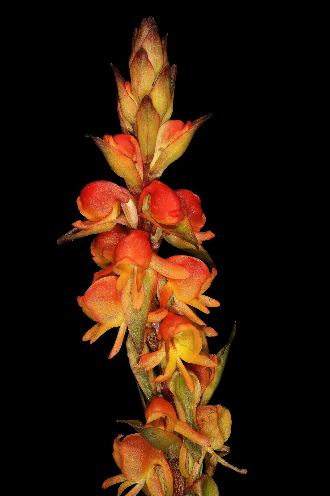 Satyrium coriifolium