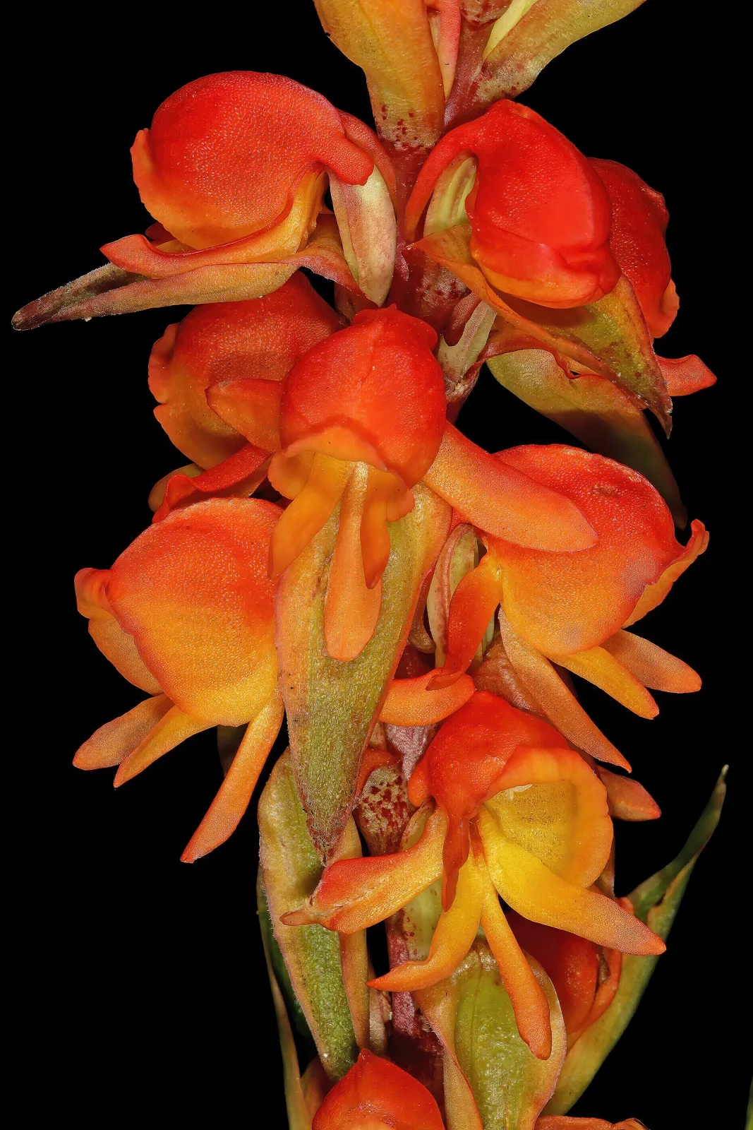 Satyrium coriifolium
