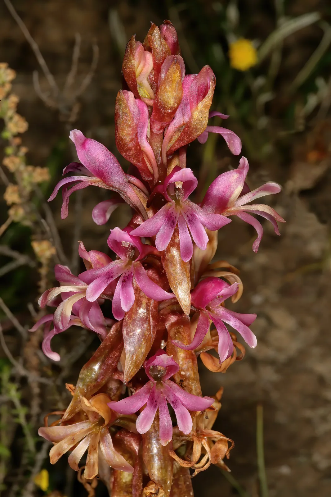 Satyrium erectum