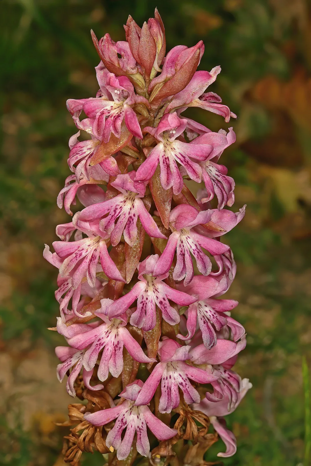 Satyrium erectum