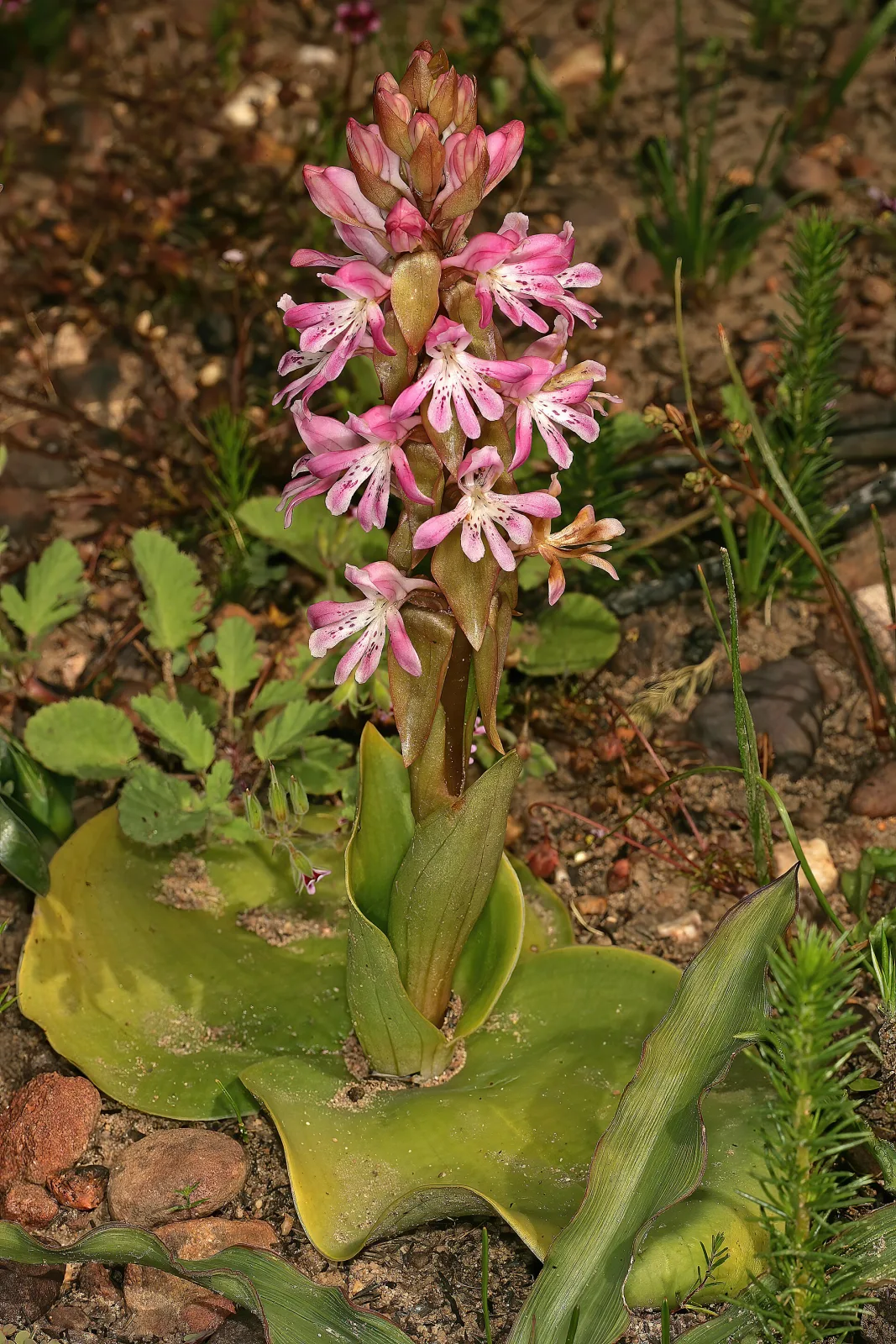 Satyrium erectum
