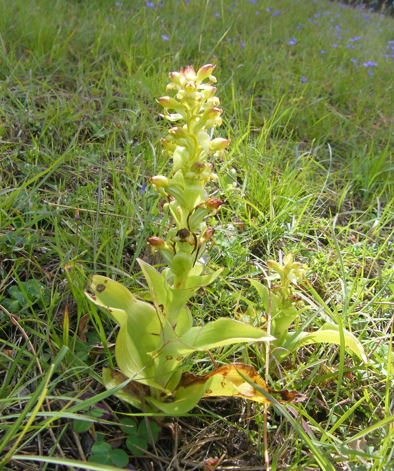 Satyrium odorum