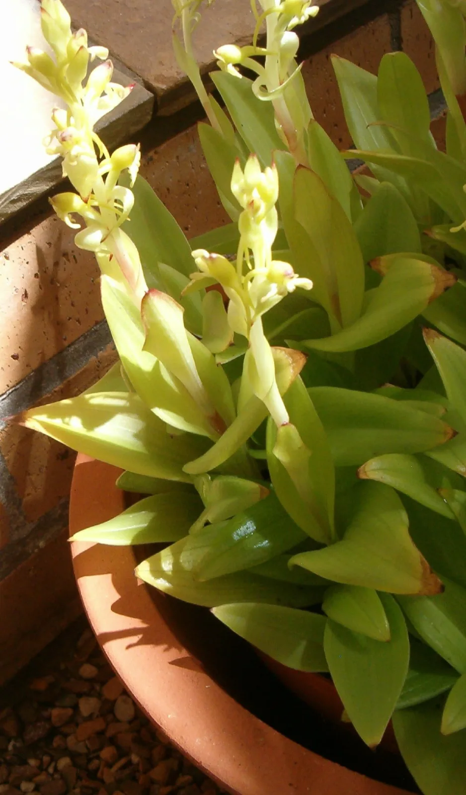 Satyrium odorum