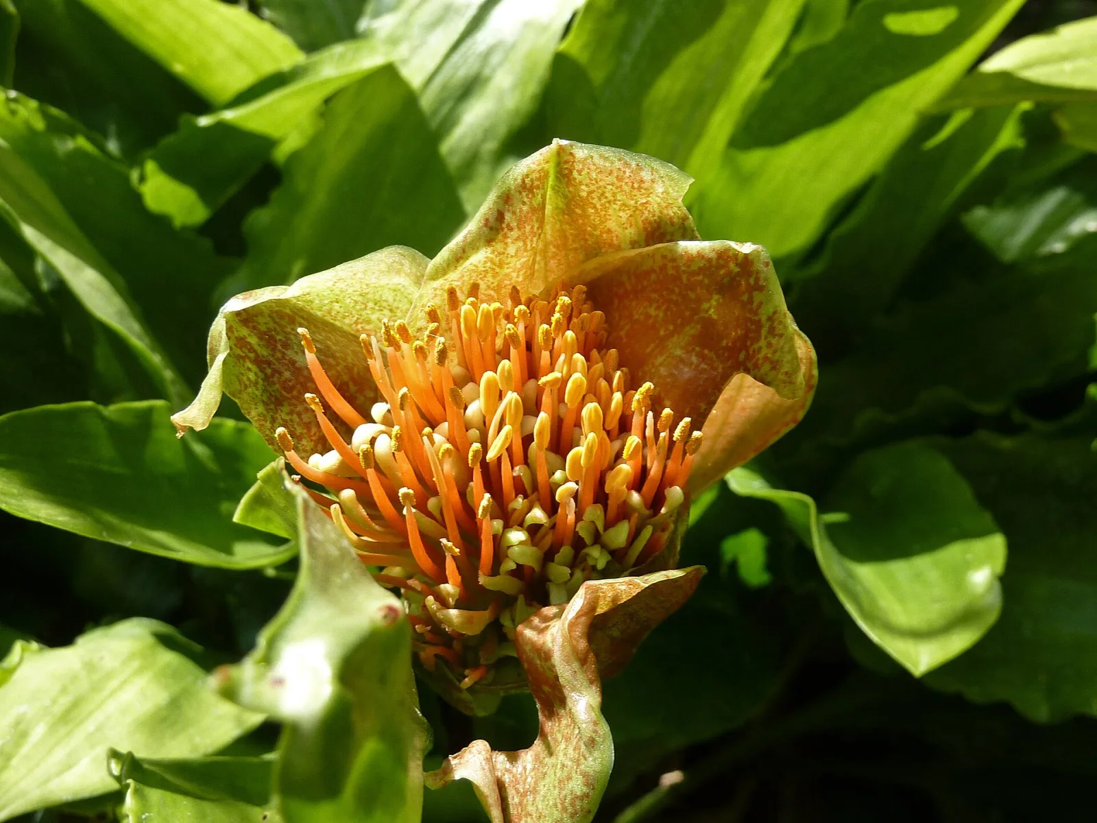 Scadoxus membranaceus