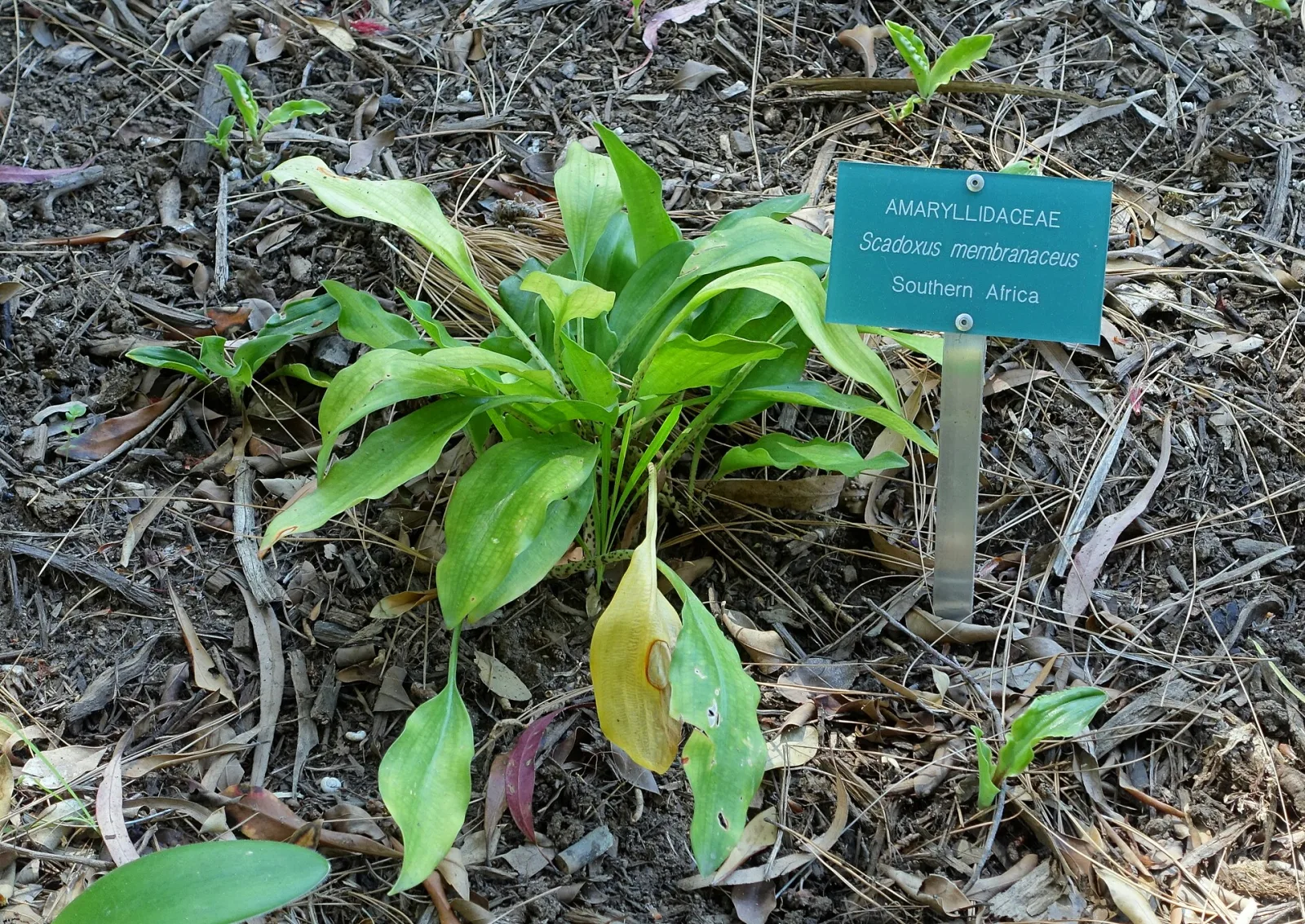 Scadoxus membranaceus