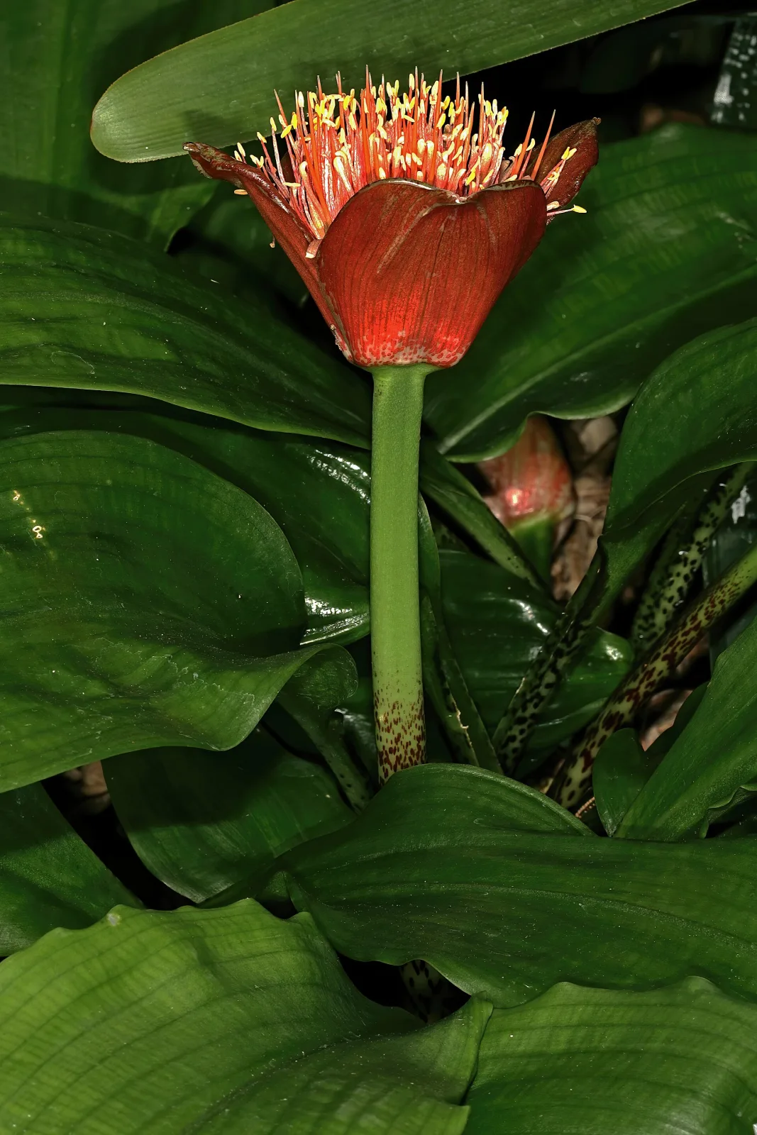 Scadoxus membranaceus