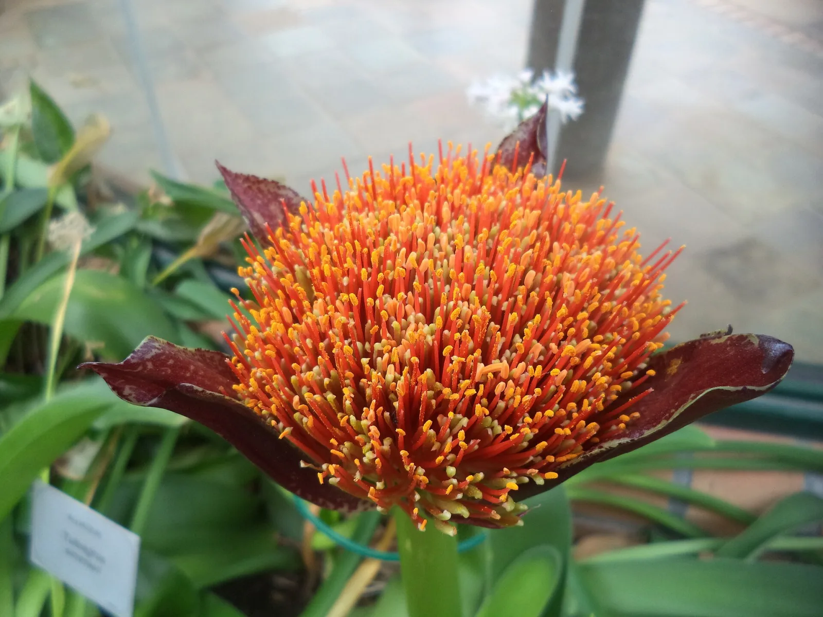 Scadoxus puniceus