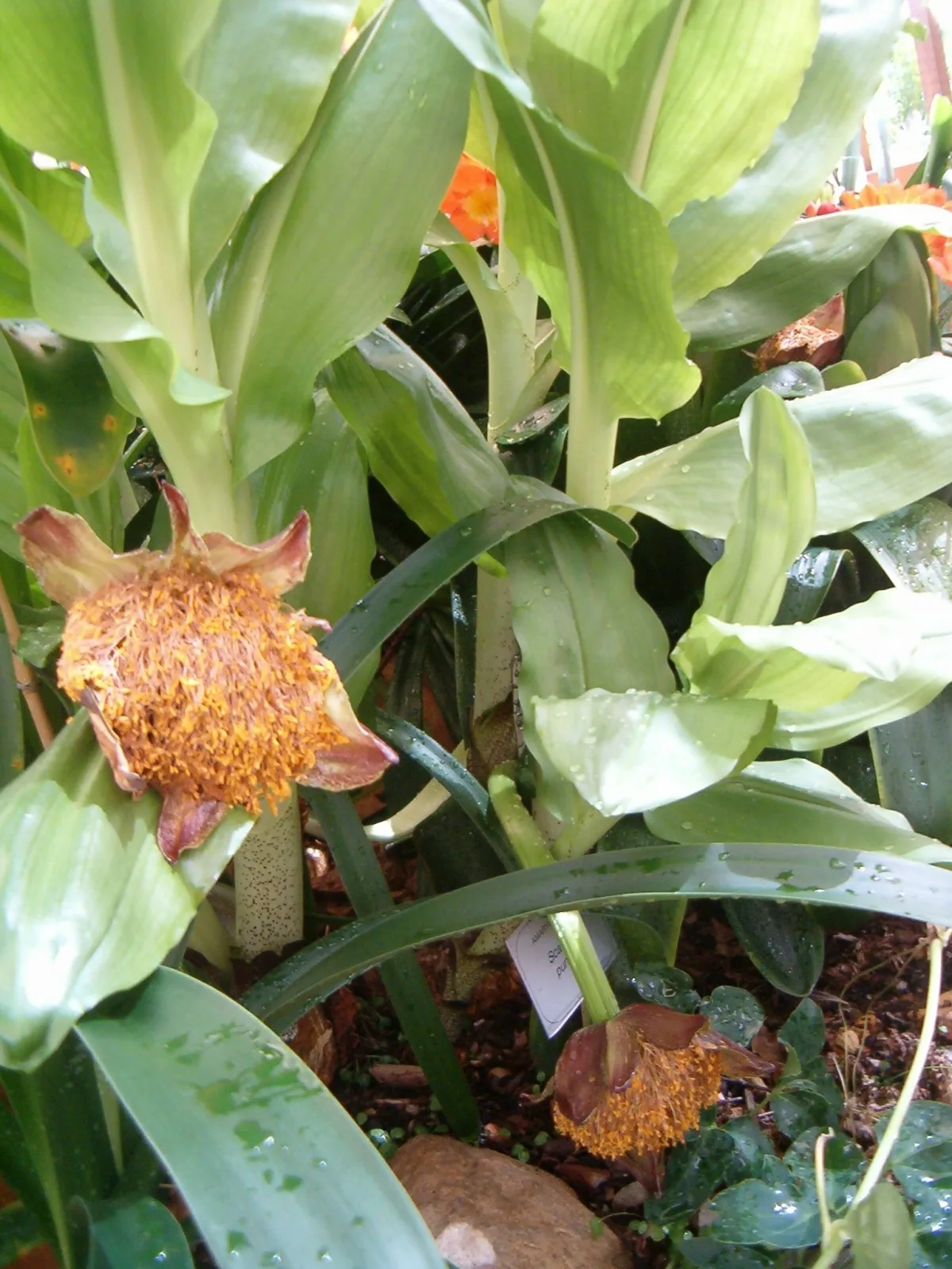 Scadoxus puniceus