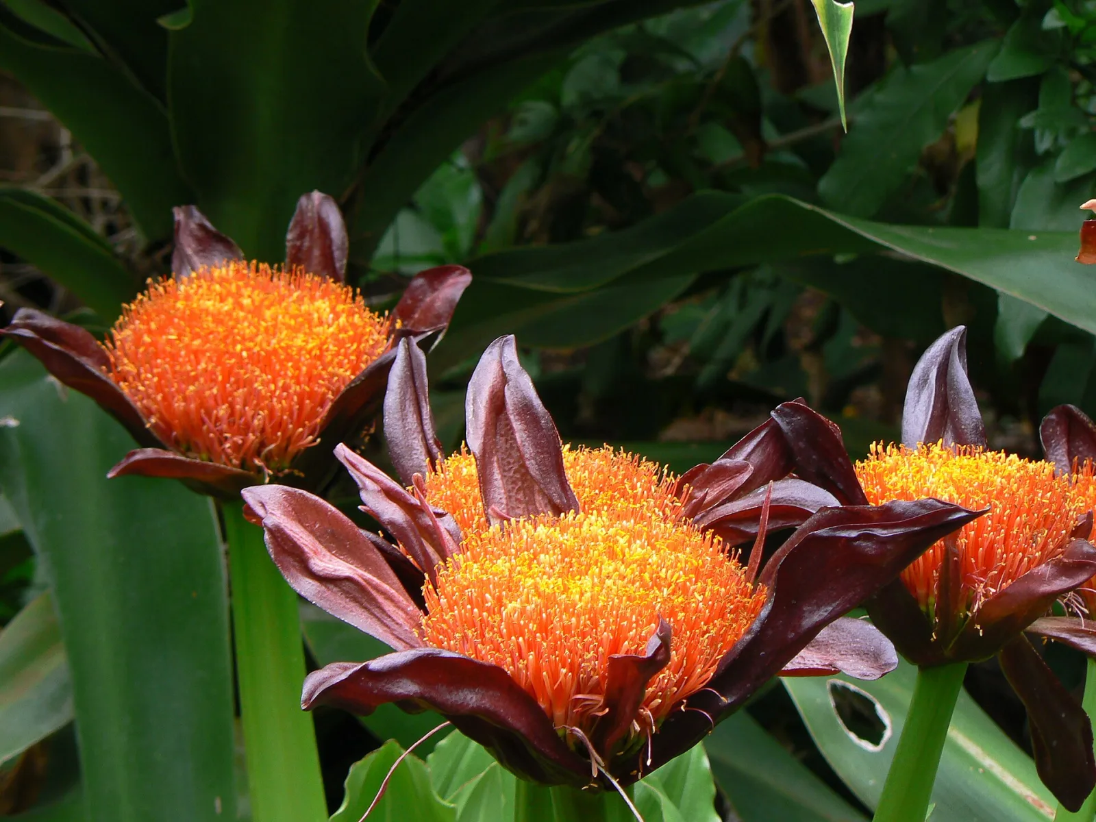 Scadoxus puniceus