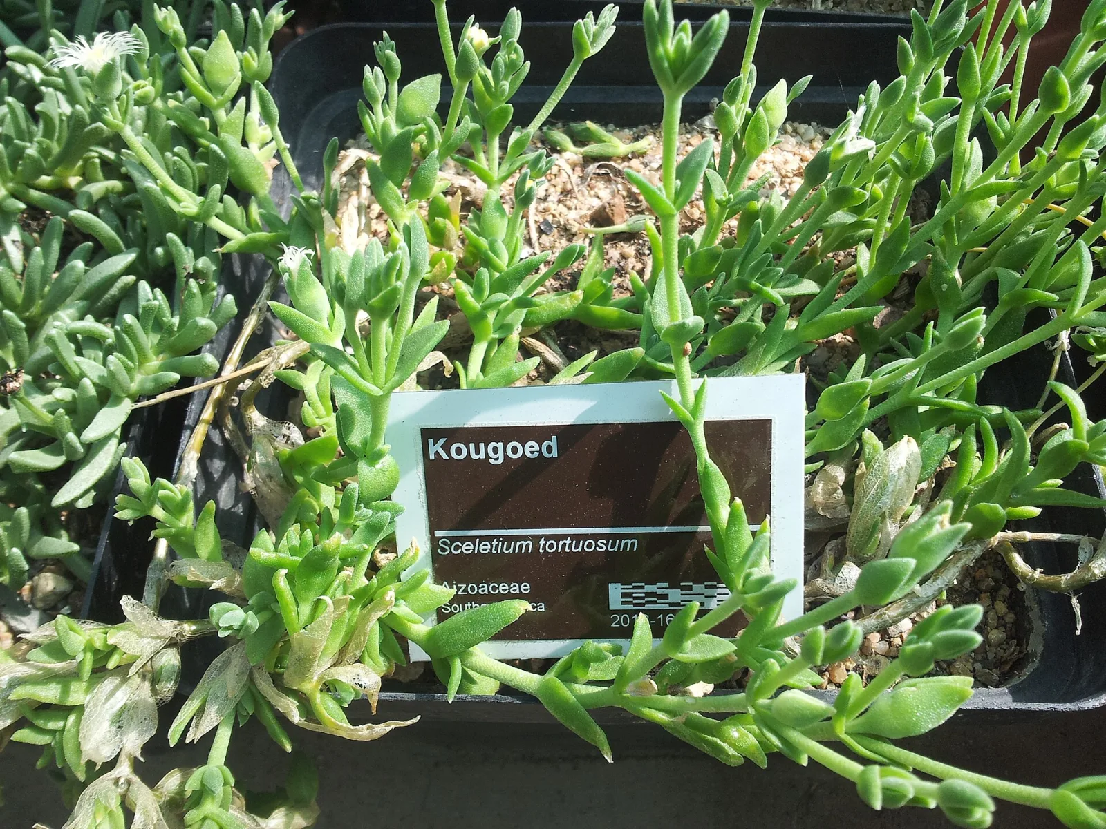 Sceletium tortuosum