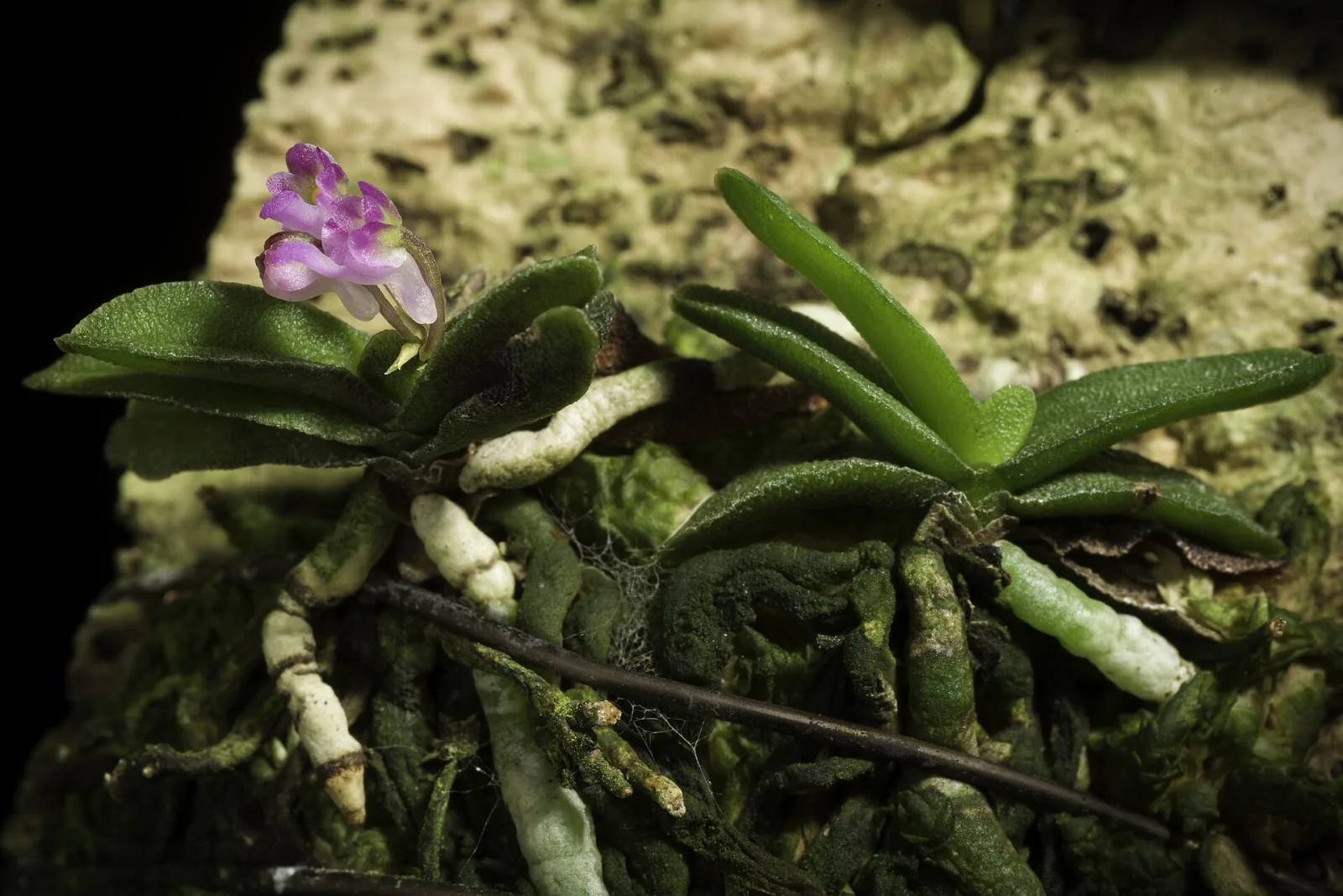 Schoenorchis fragrans