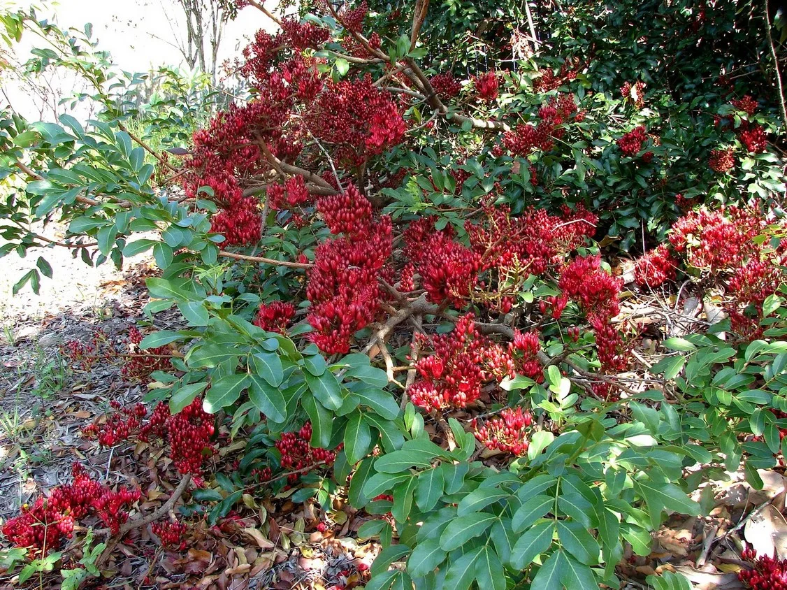 Schotia brachypetala