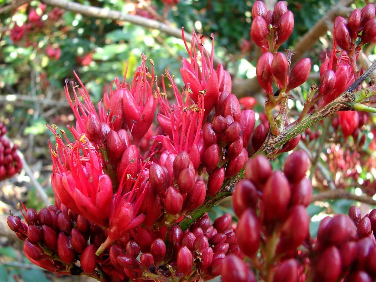 Schotia brachypetala