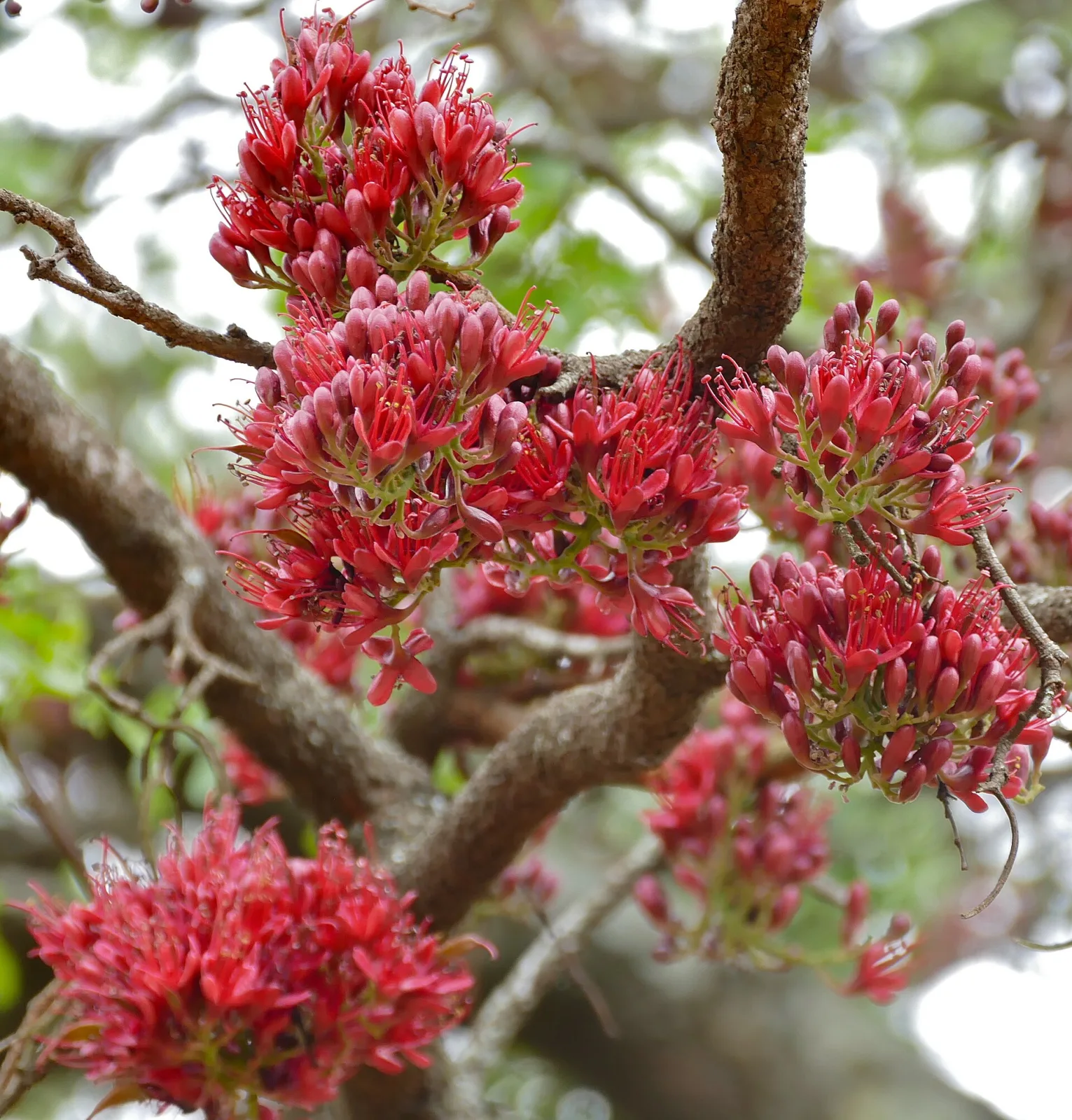 Schotia brachypetala