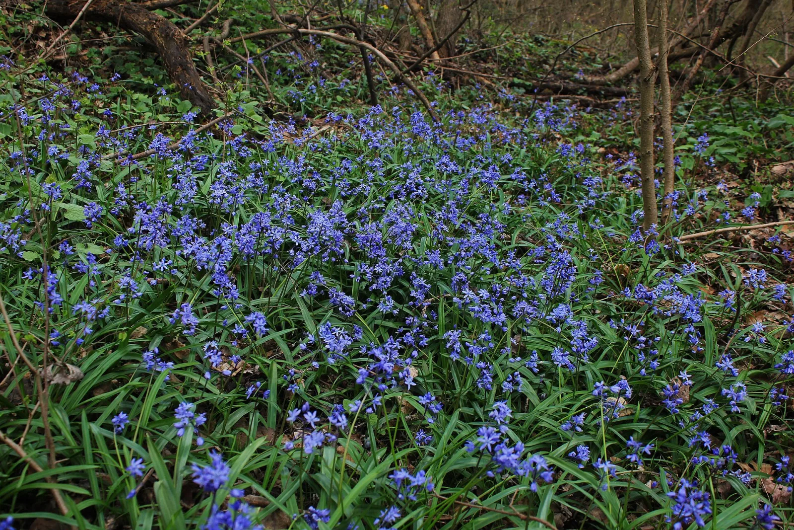 Scilla bifolia
