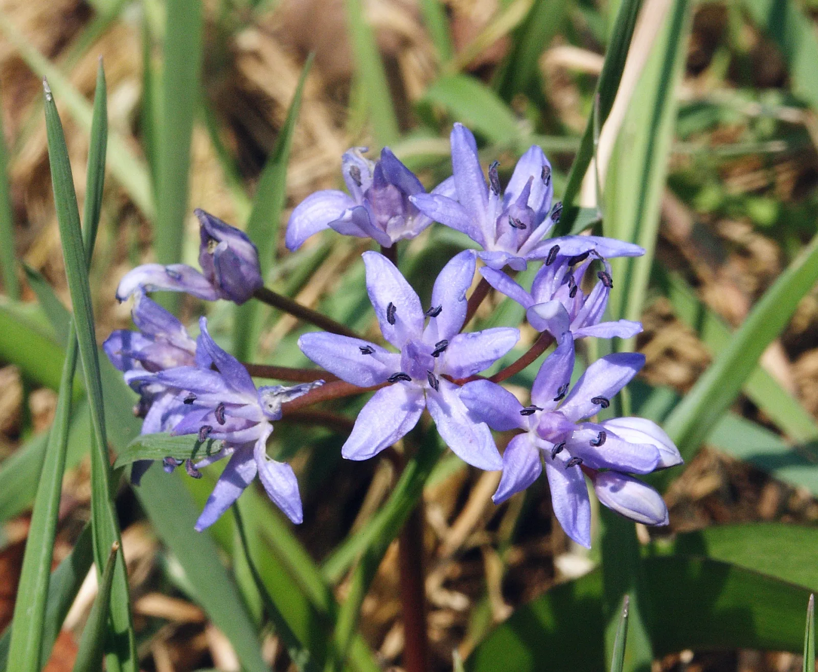Scilla bifolia