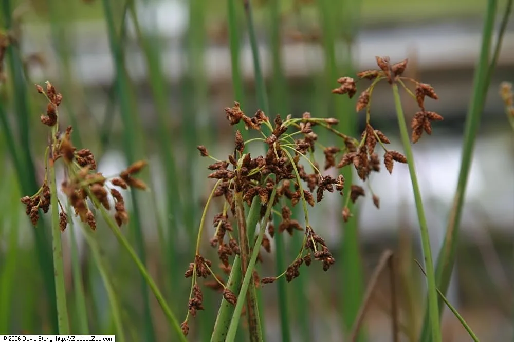 Schoenoplectus validus River Club Rush