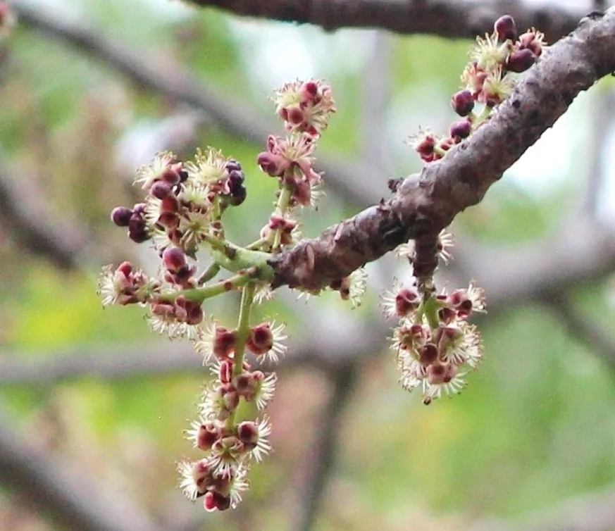 Sclerocarya birrea ssp caffra