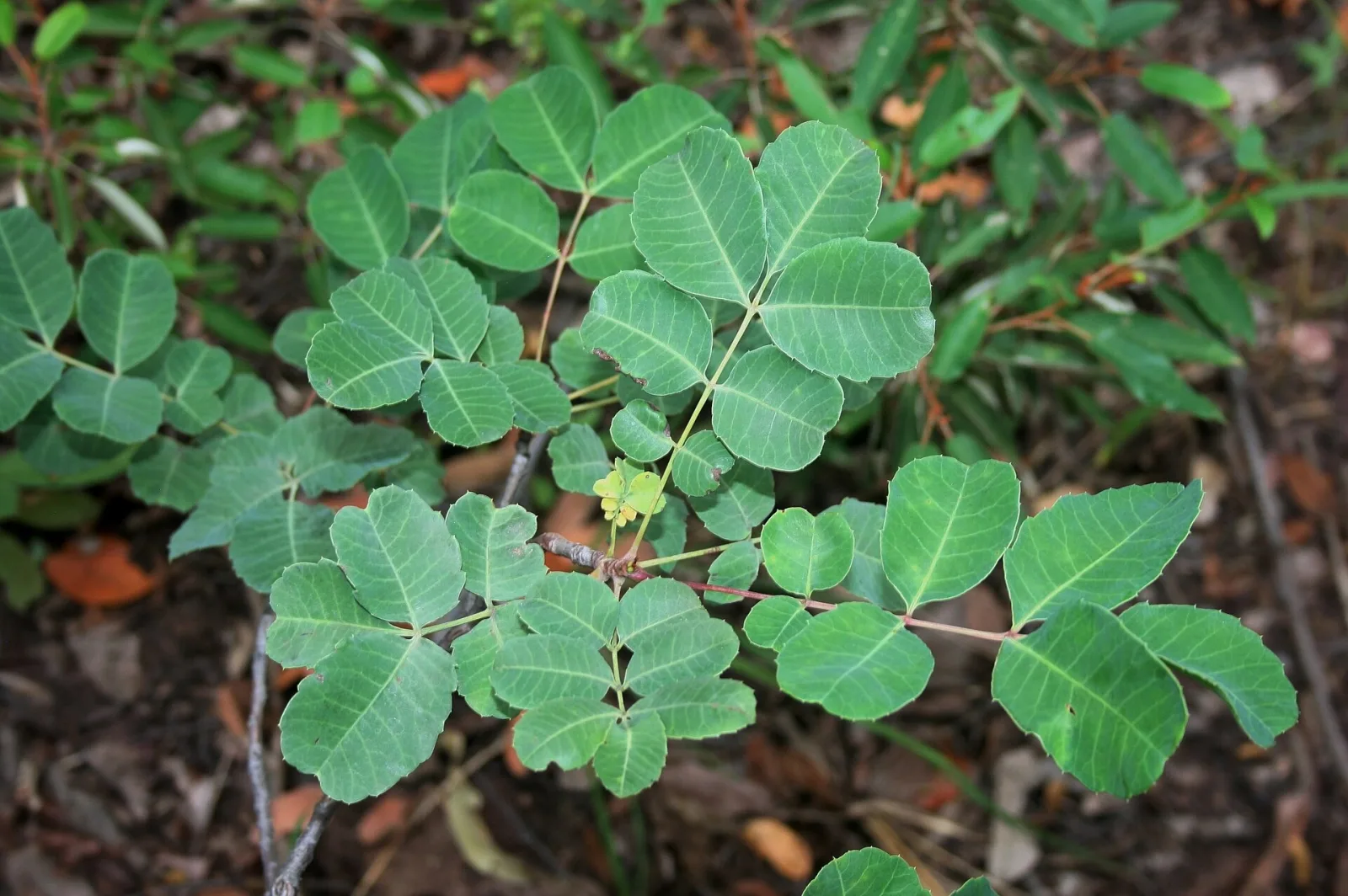 Sclerocarya birrea ssp caffra