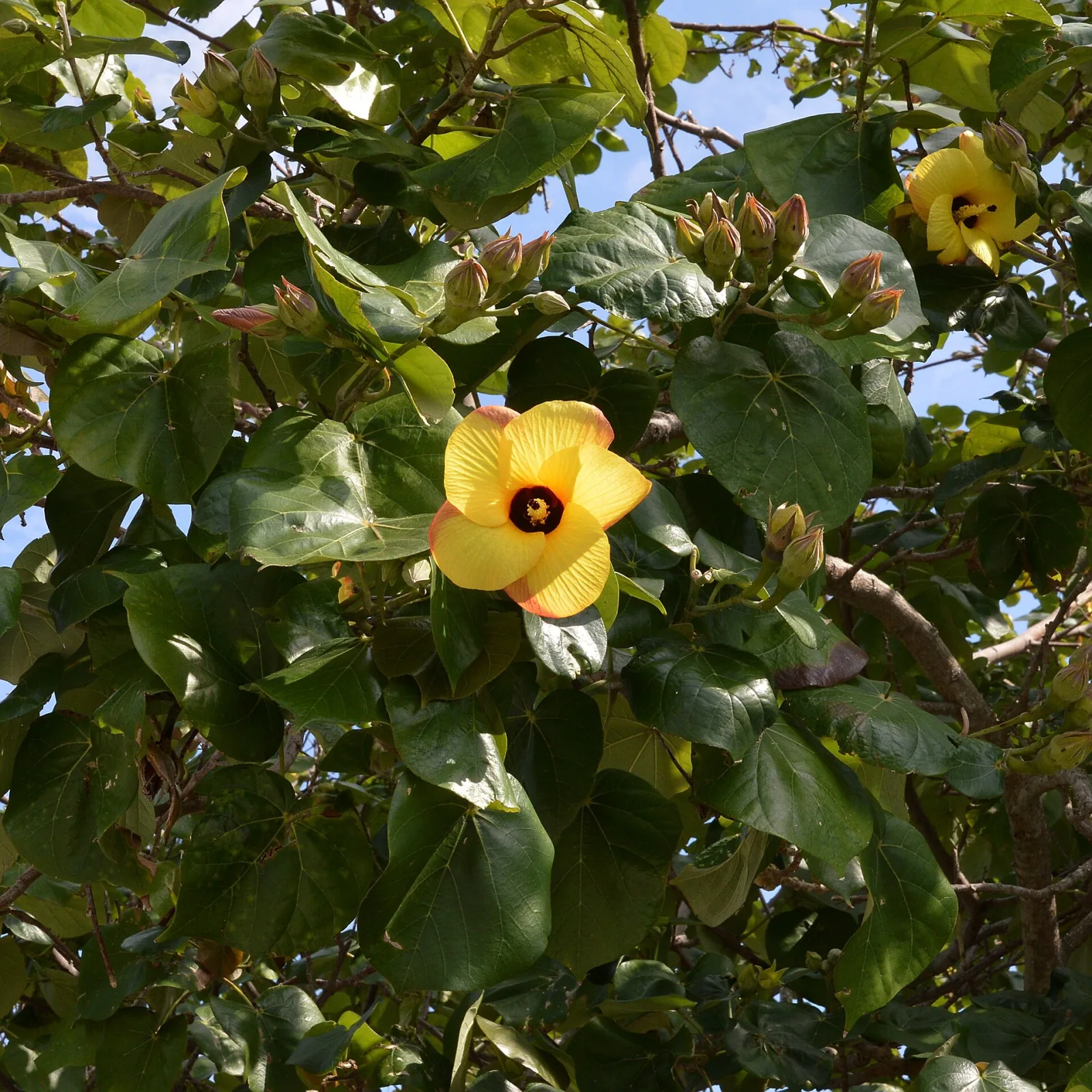 Hibiscus tiliaceus