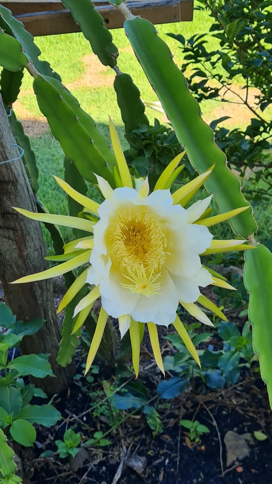 Hylocereus undatus