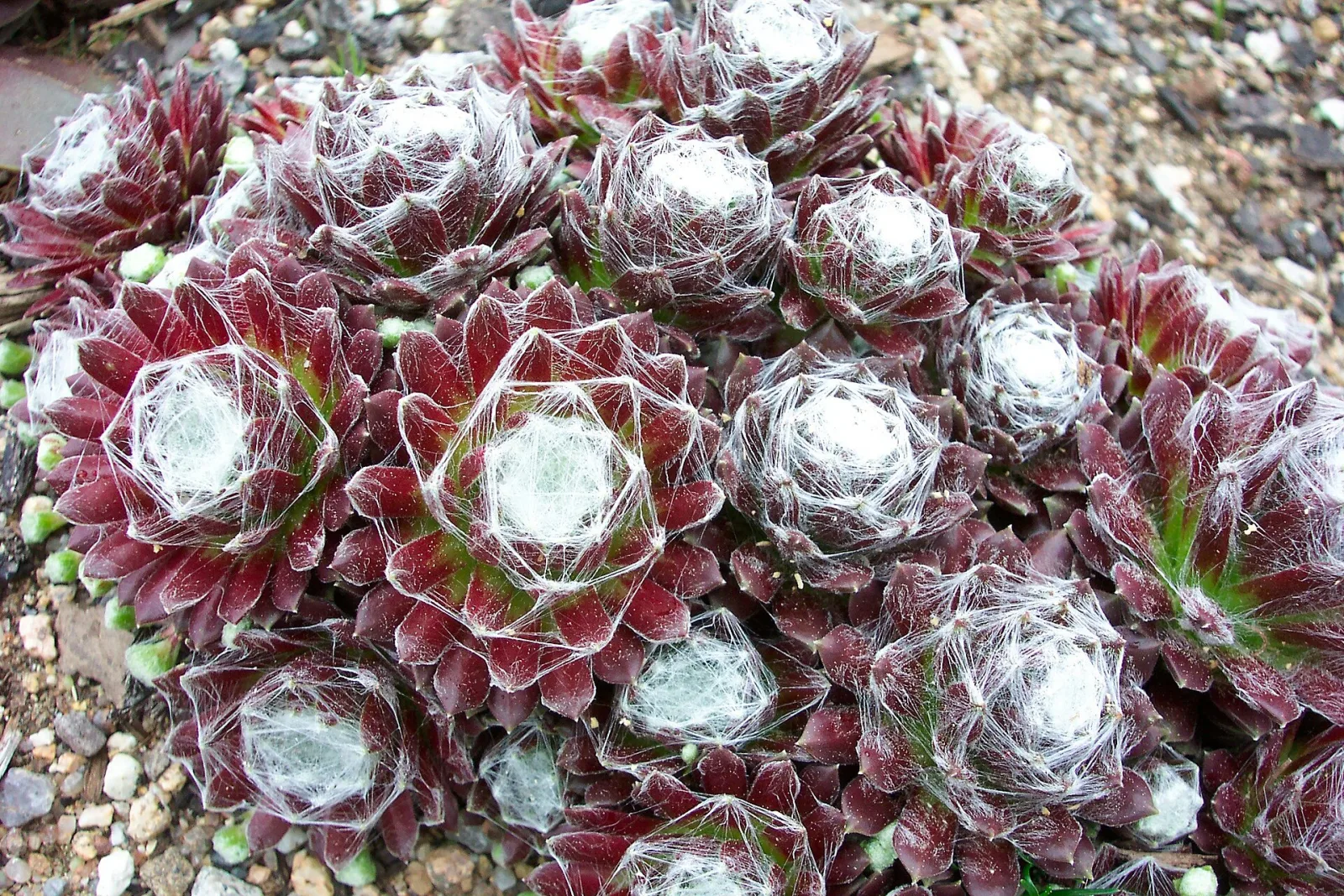 Sempervivum arachnoideum