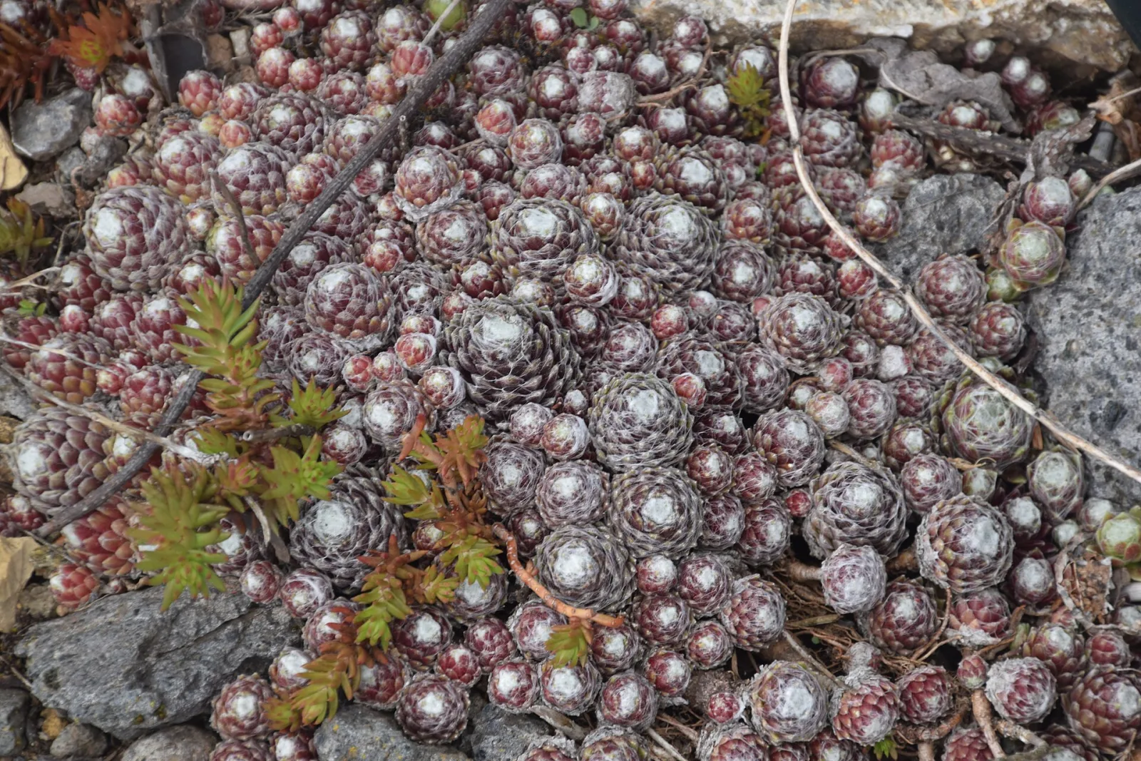 Sempervivum arachnoideum