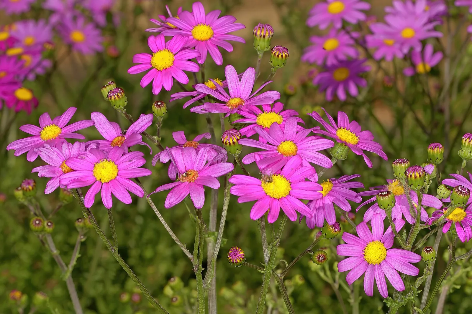 Senecio elegans