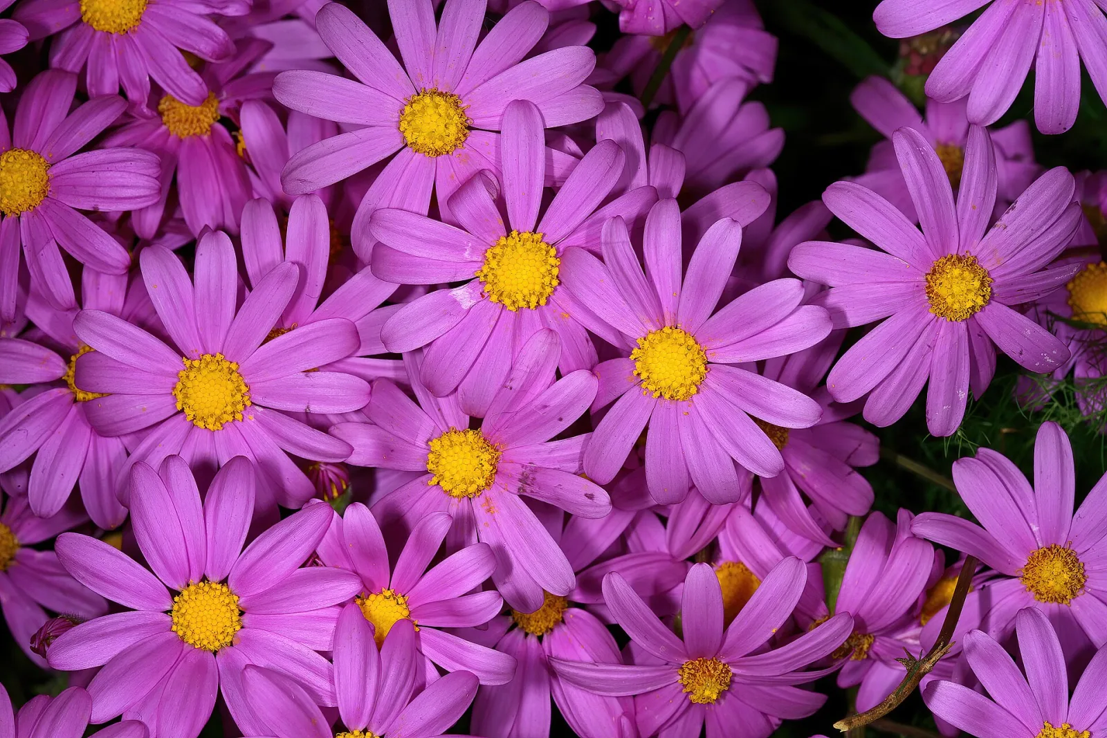 Senecio elegans