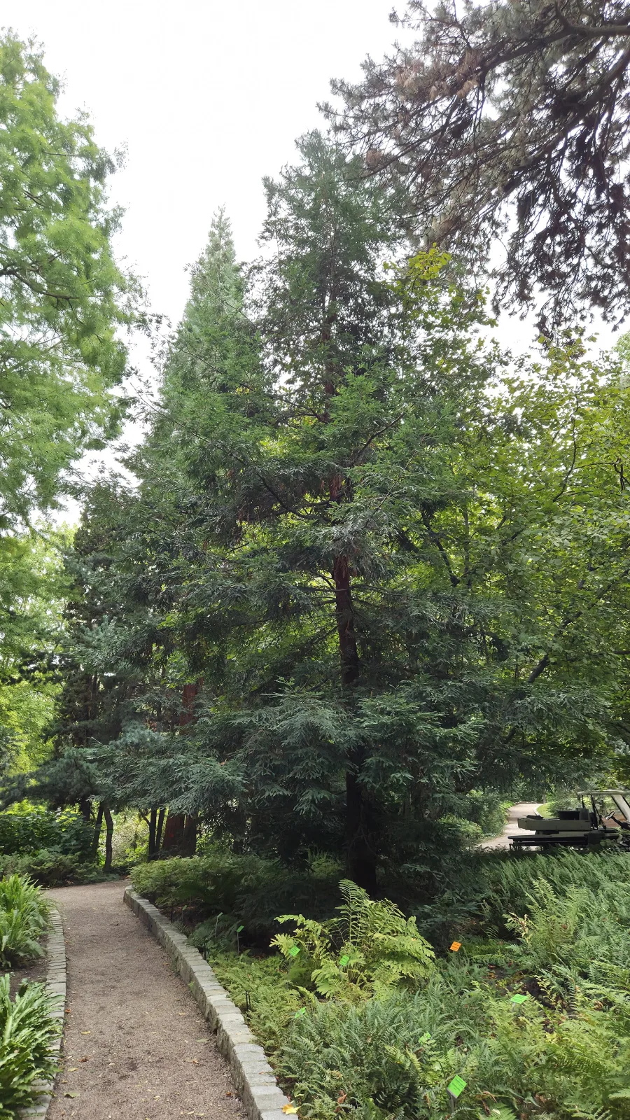 Sequoia sempervirens