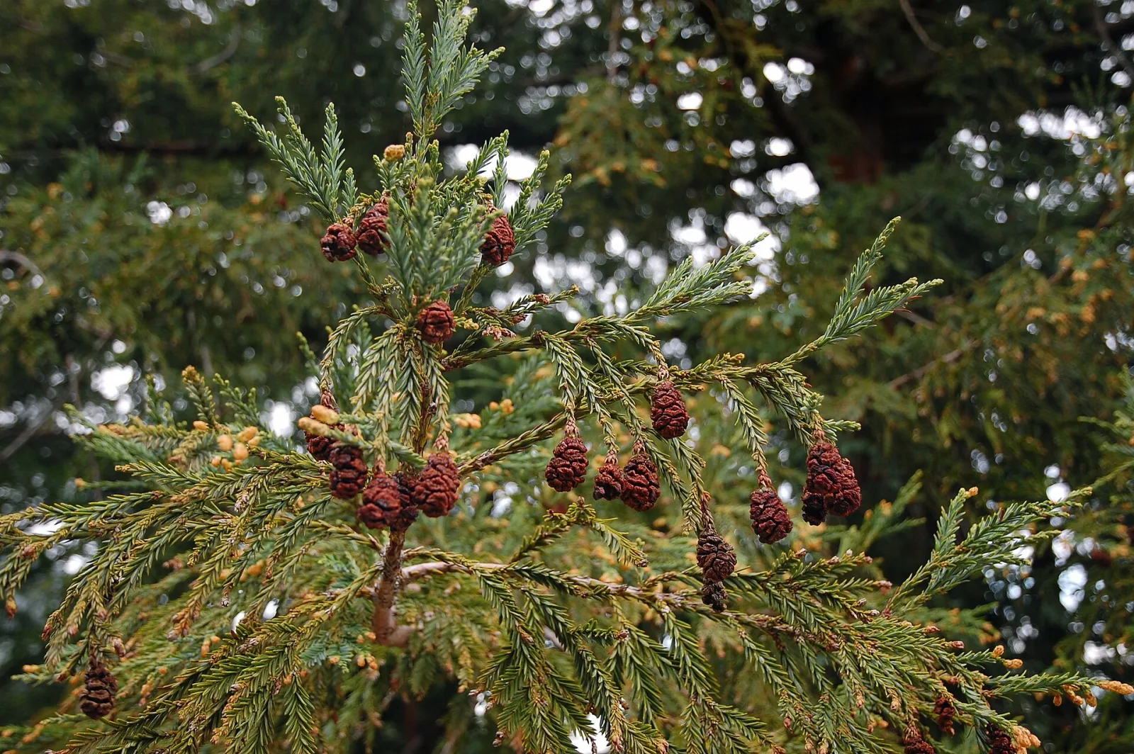 Sequoia sempervirens