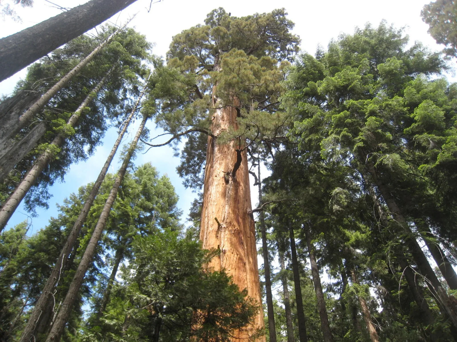 Sequoiadendron giganteum