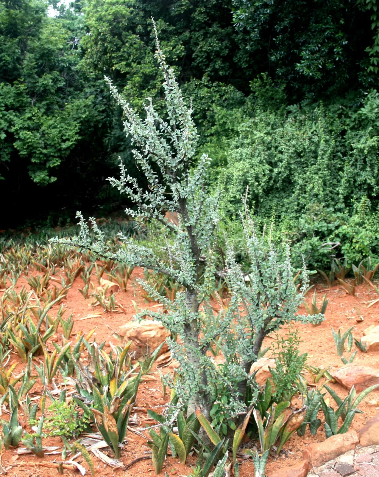 Sesamothamnus lugardii
