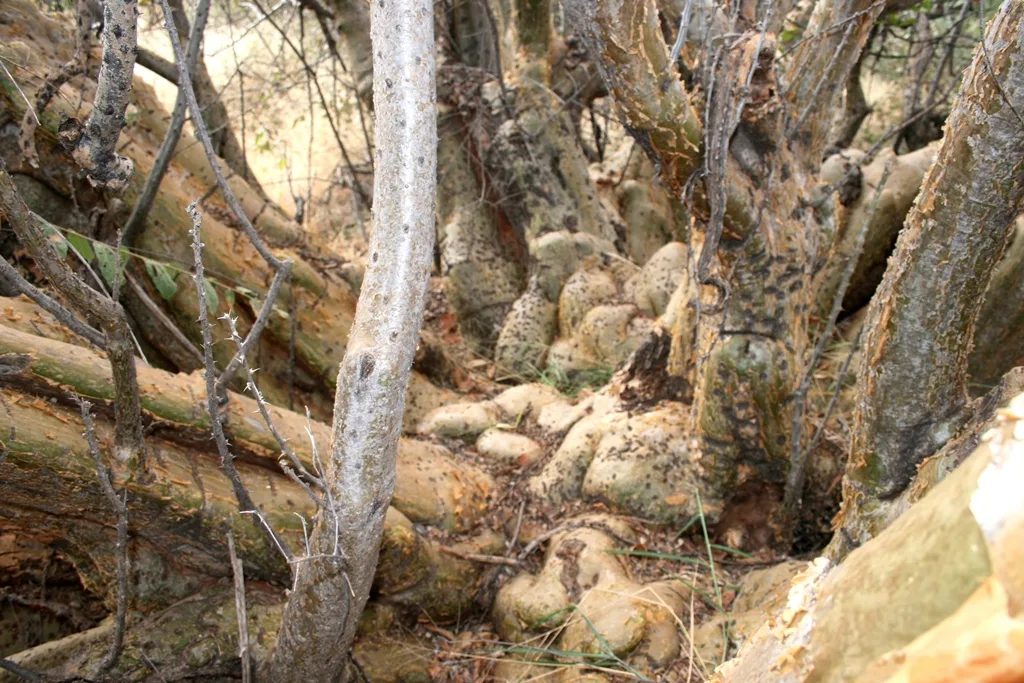 Sesamothamnus lugardii