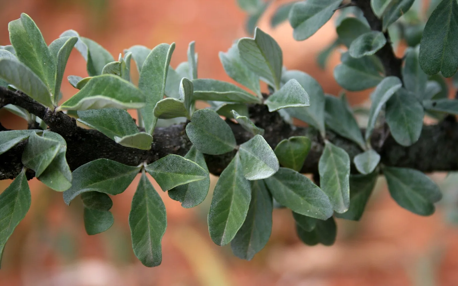 Sesamothamnus lugardii