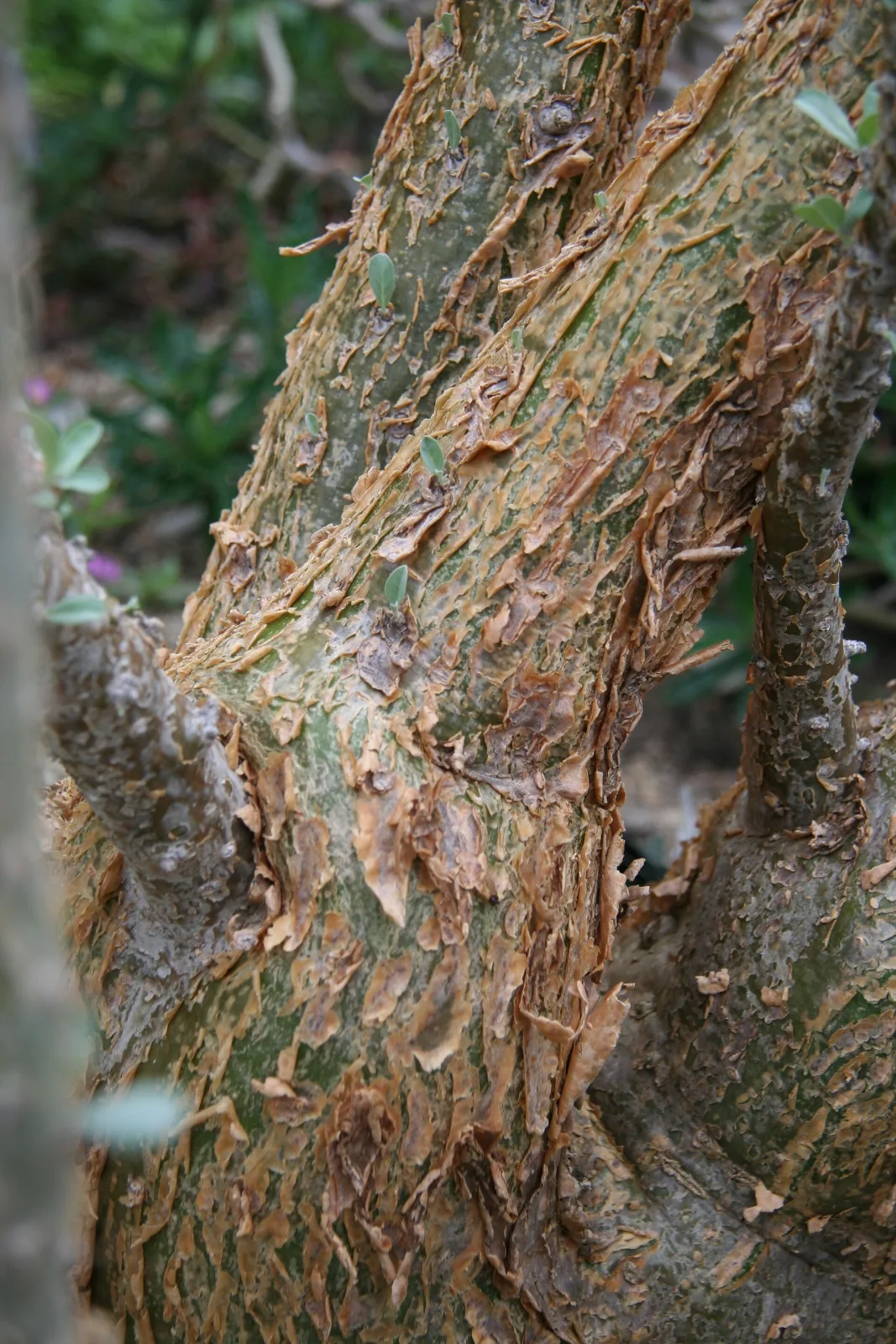 Sesamothamnus lugardii