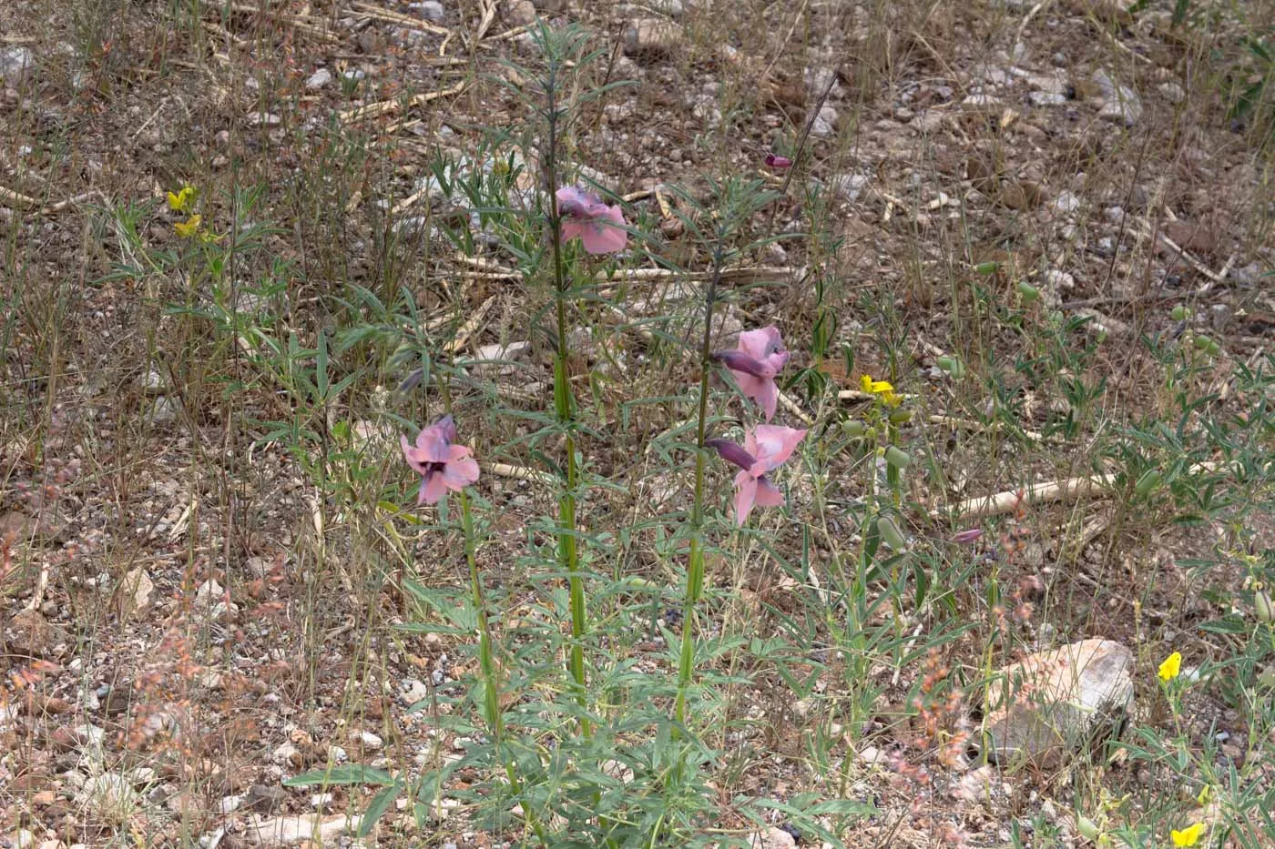 Sesamum triphyllum