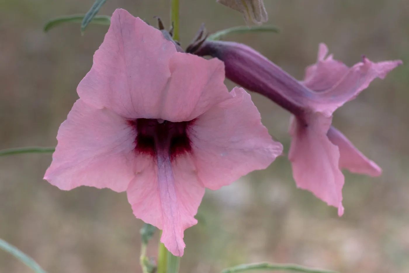Sesamum triphyllum